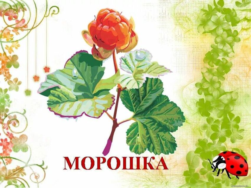Лекарственные растения для дошкольников