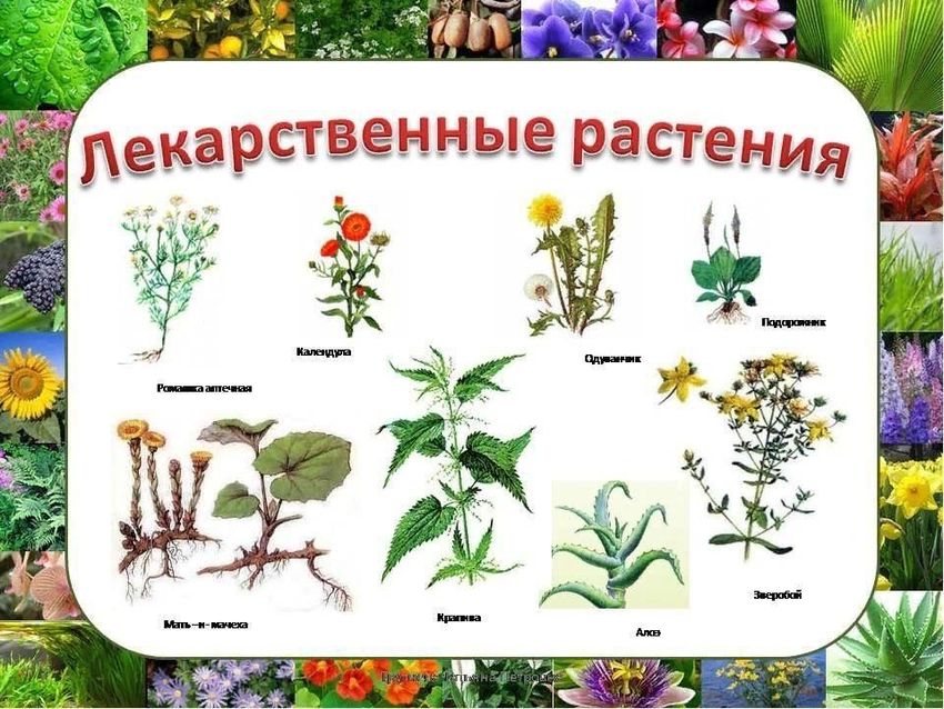 Лекарственные растения