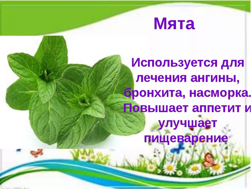 Мята