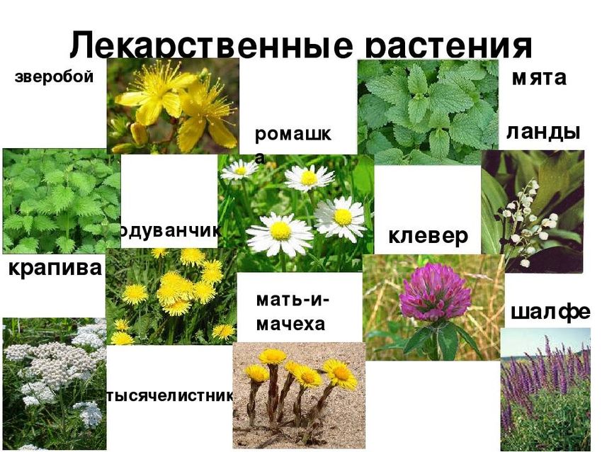 Травянистые растения