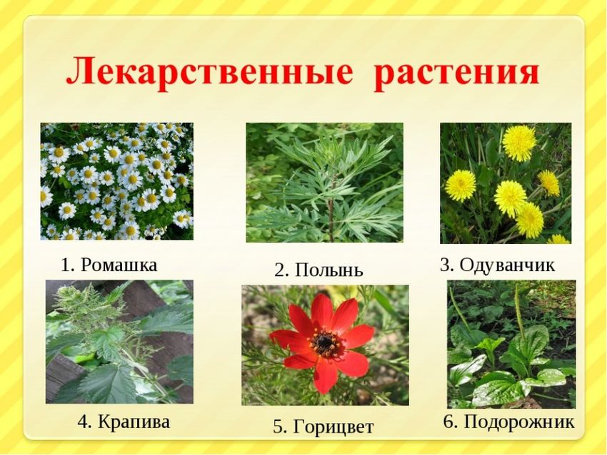 Травянистые растения