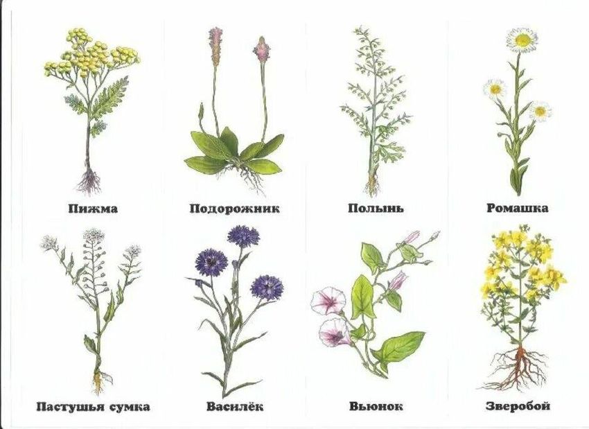 Полевые растения