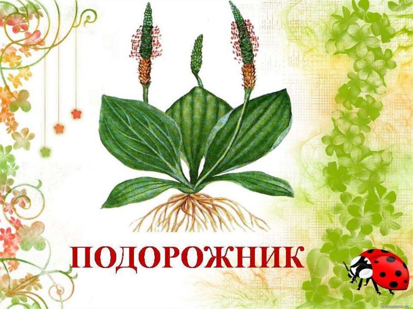 Растение подорожник