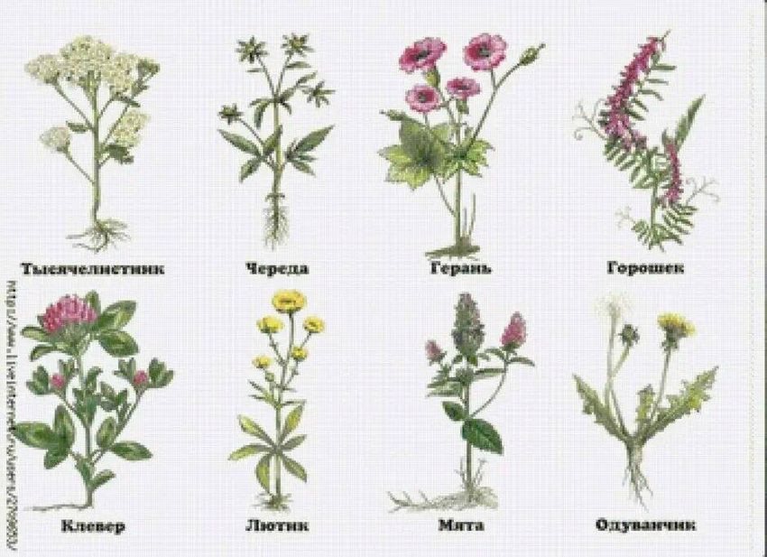 Полевые растения