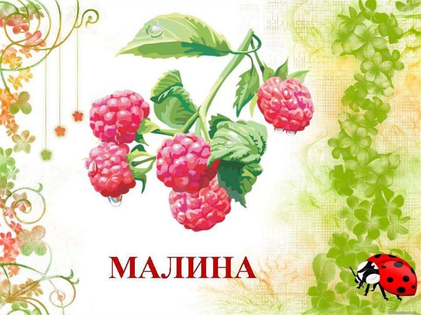 Малина тема