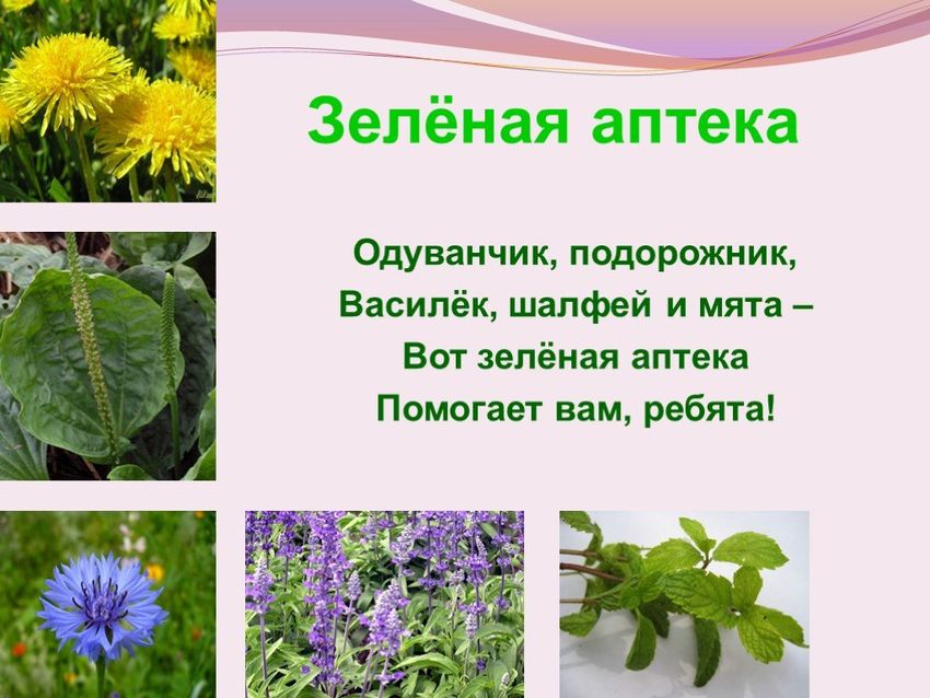Зелёная аптека