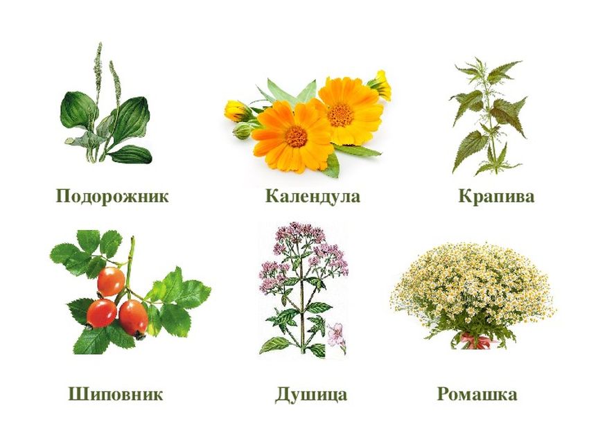 Лекарственные растения