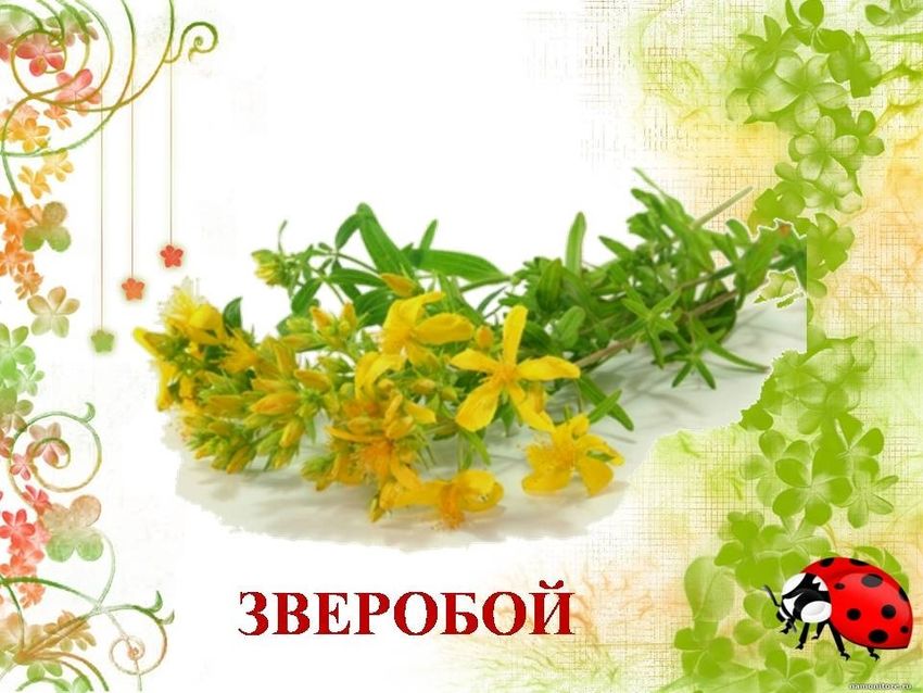 Лекарственные растения для дошкольников