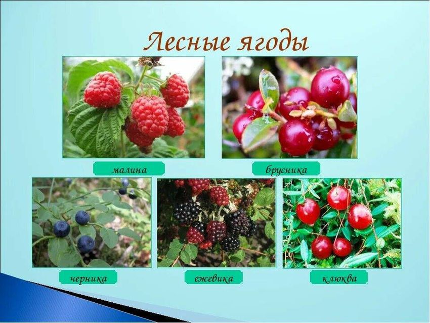 Лесные ягоды названия