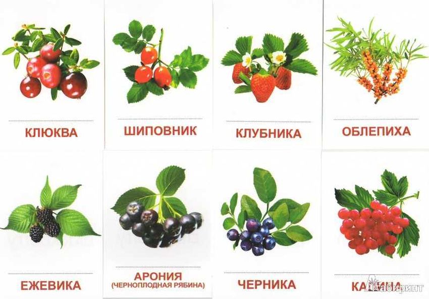 Карточки ягоды