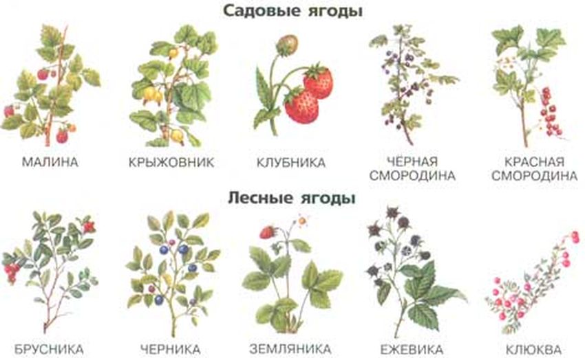 Садовые ягоды