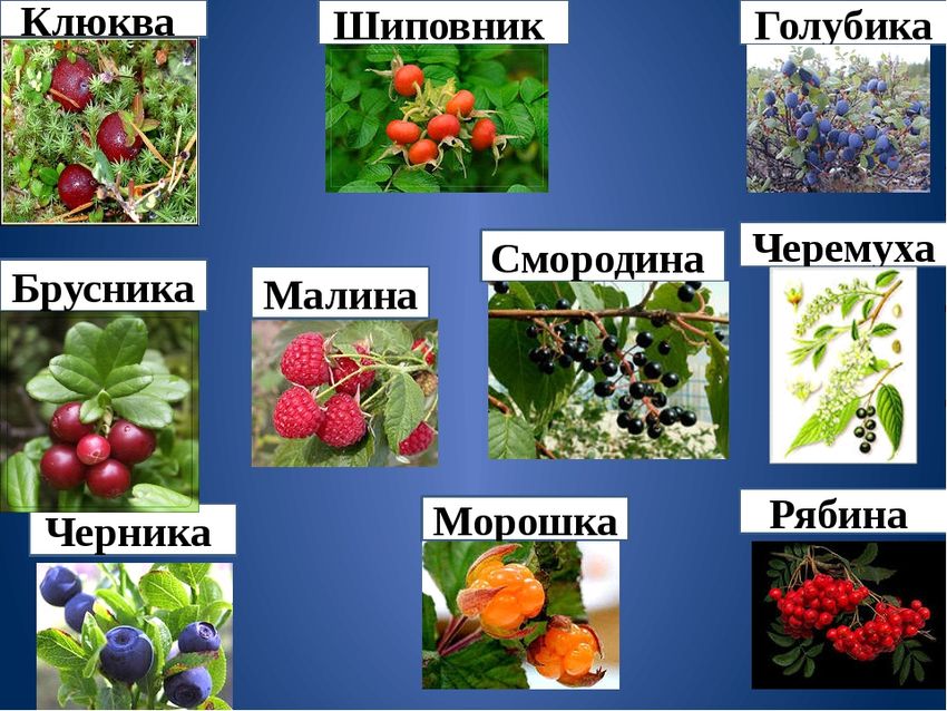 Морошка черника брусника