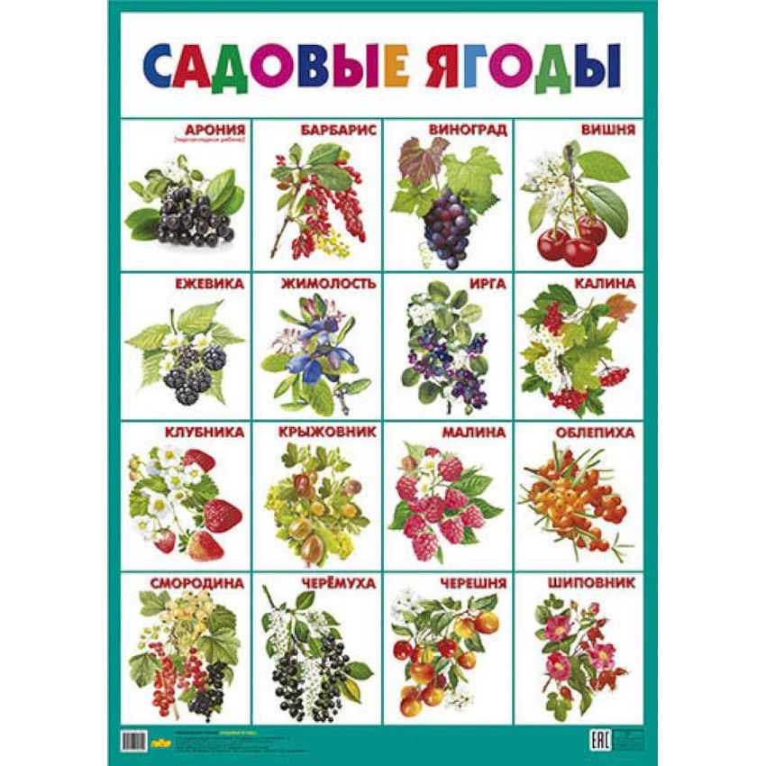 Садовые ягоды