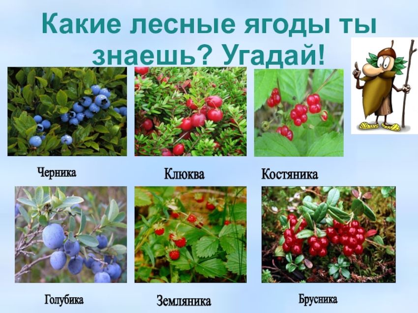 Съедобные ягоды