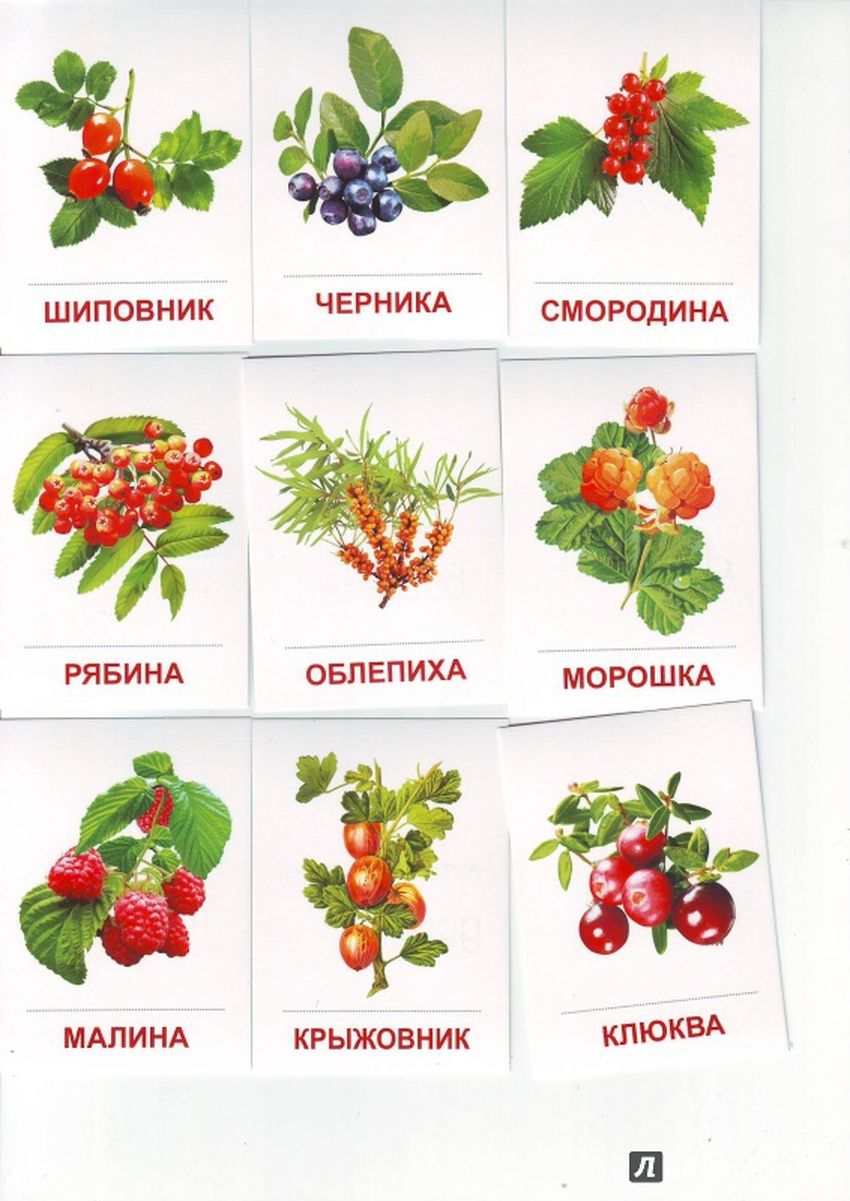 Раздаточные карточки ягоды