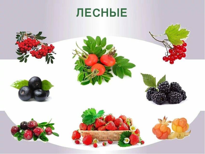 Лесные ягоды для детей