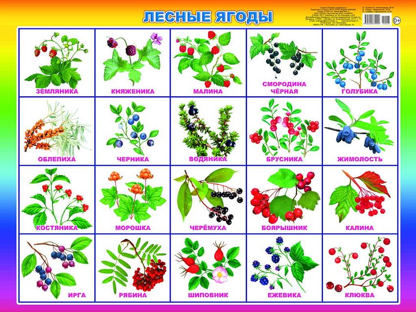 Карточки ягоды