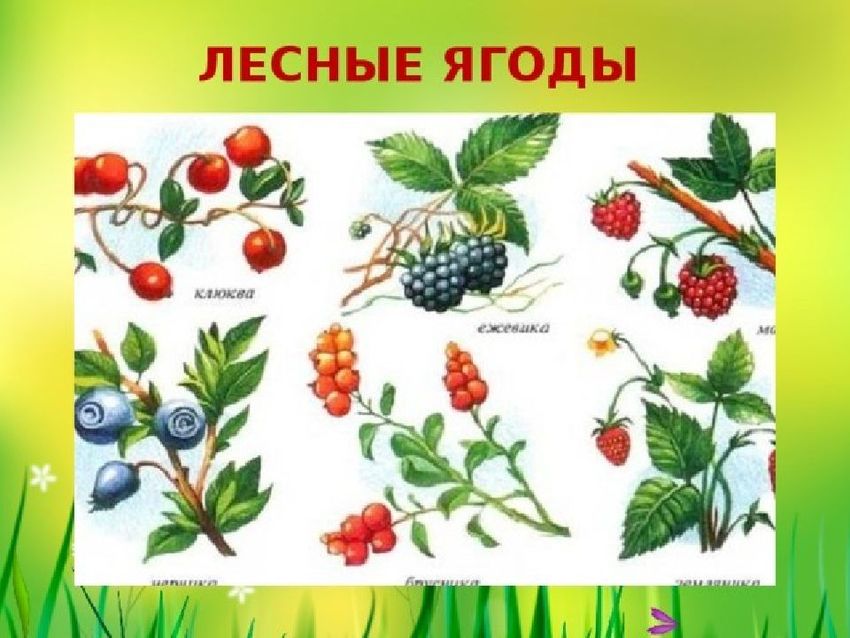 Лесные ягоды названия