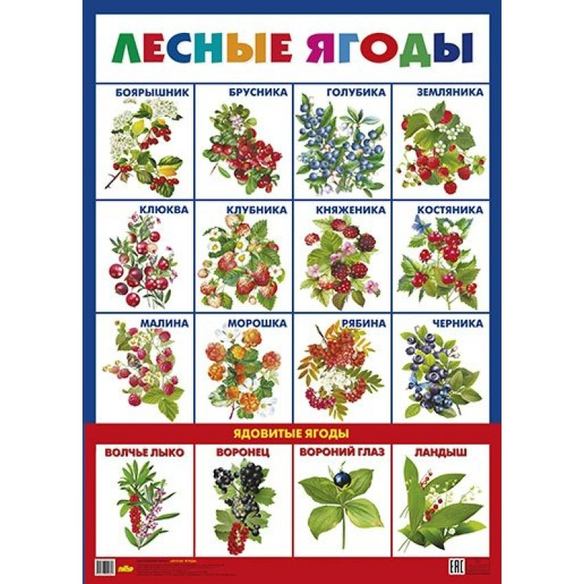 Плакат ягоды