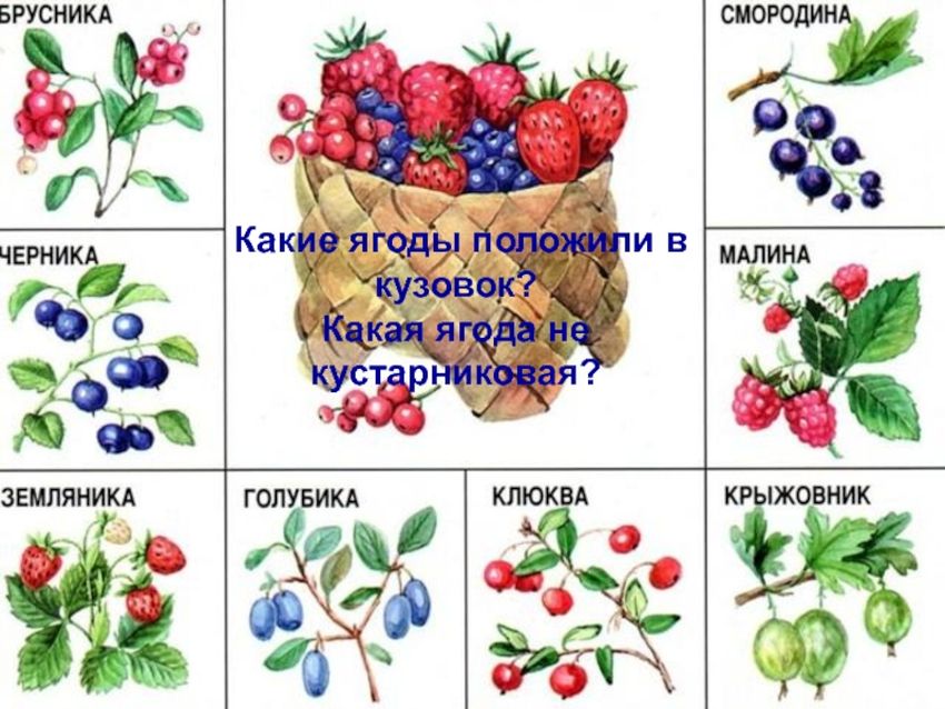 Ягоды в Крыму: королевская черешня, новогодняя хурма и дикий кизил