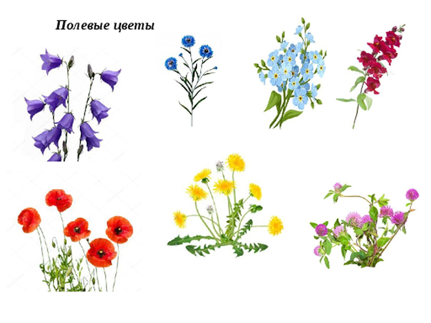 Цветок полевой