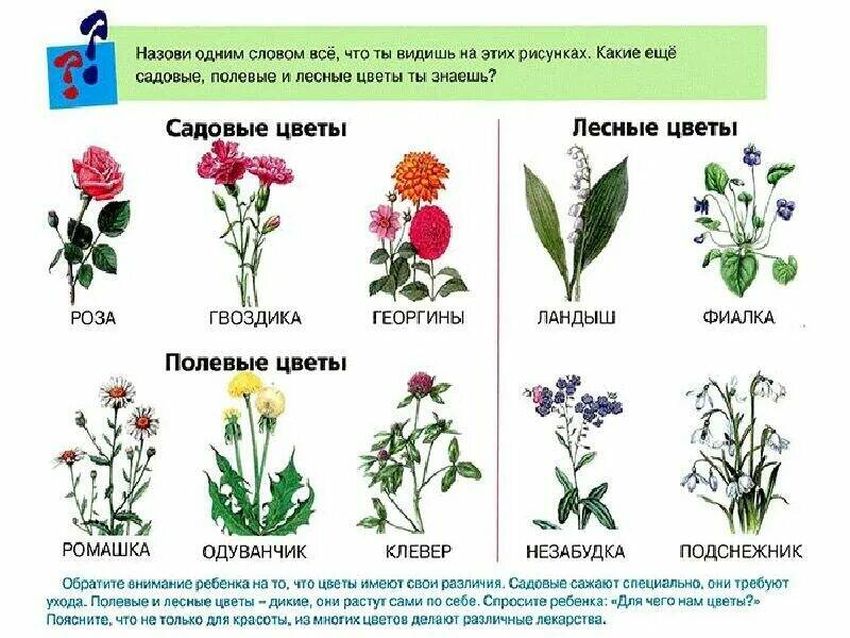Цветы полевые