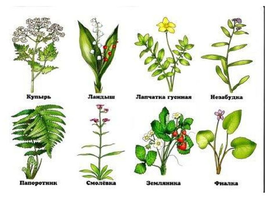 Семейства лекарственных растений