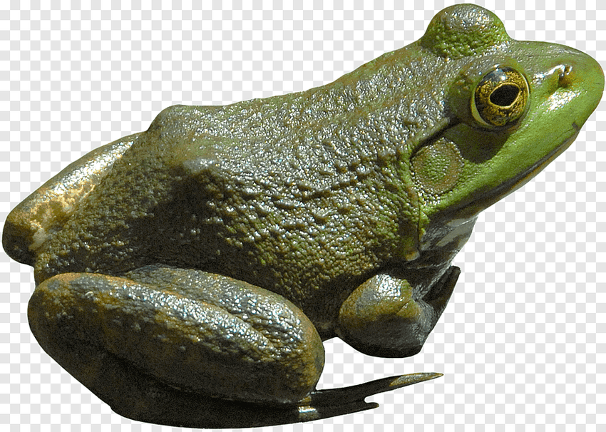 Лягушка жаба