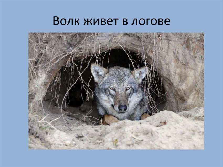 Волк живет в логове