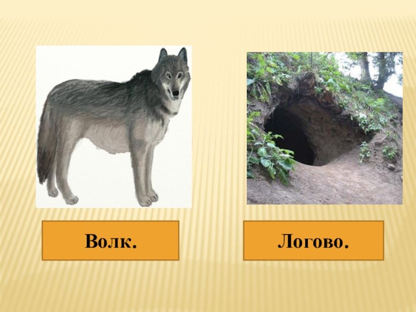 Волчье логово жилище волков