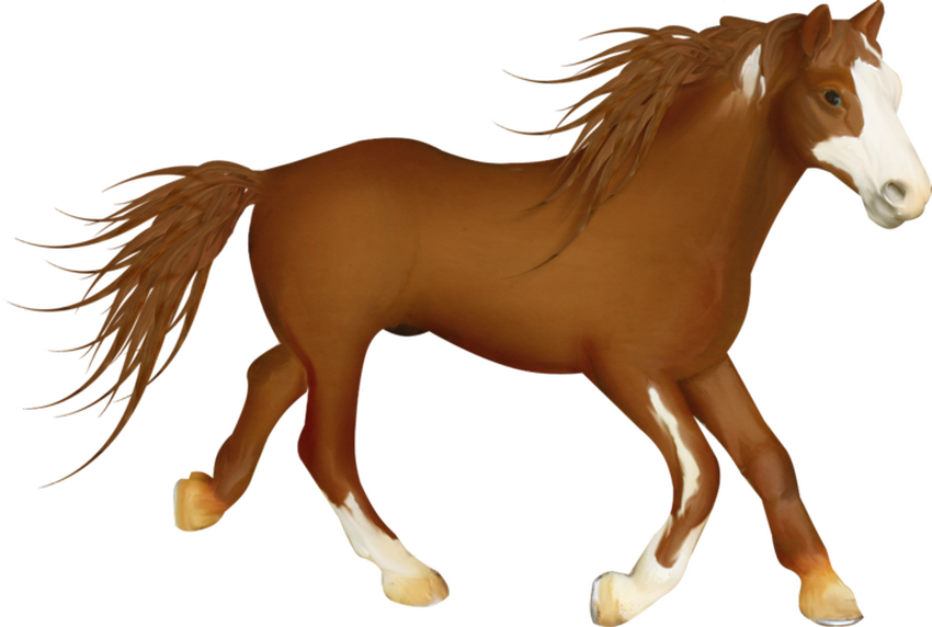 Лошадь клипарт