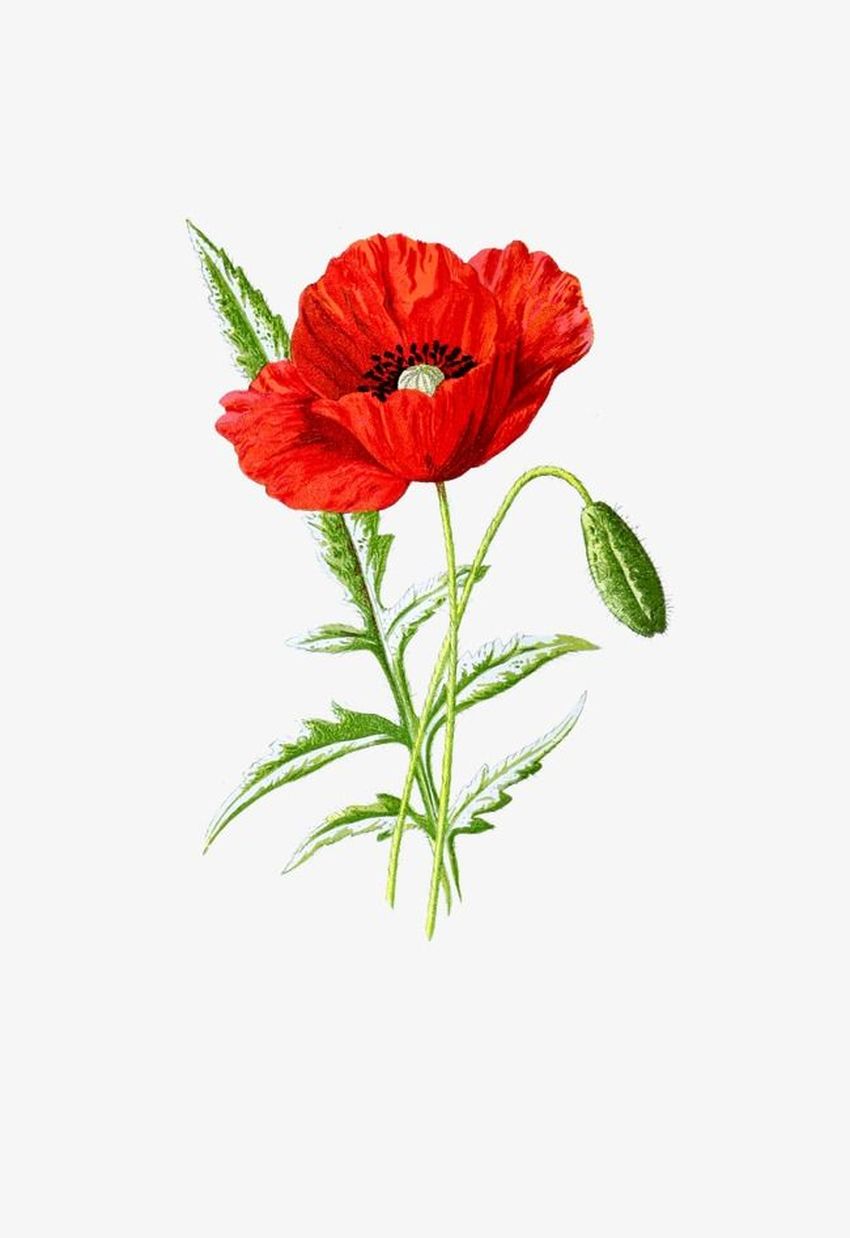 Papaver alberti ботаническая иллюстрация