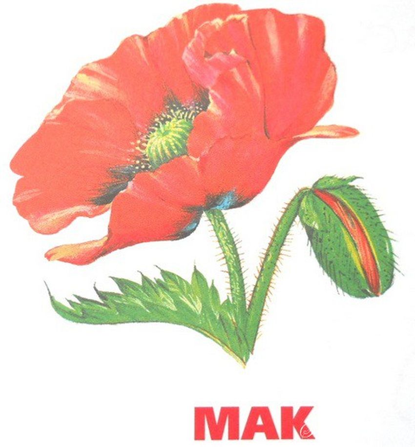 Мак карточка для детей