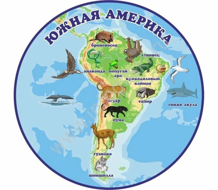 Карта животных южной америки