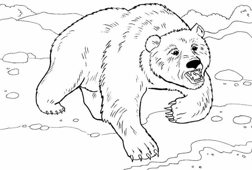 Бурый медведь разукрашка