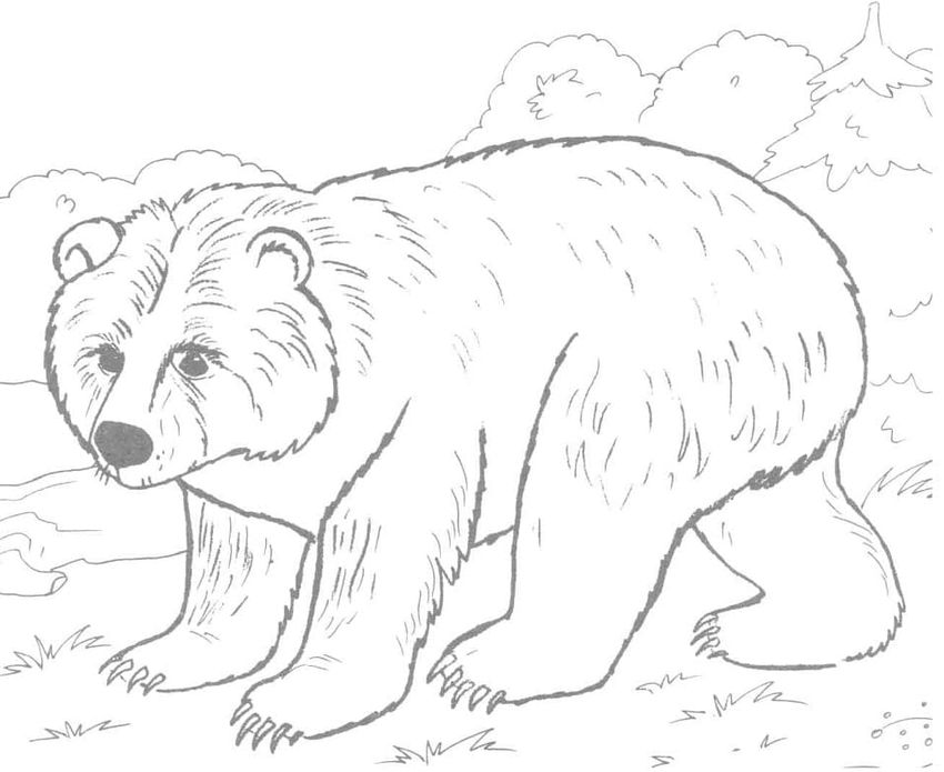 Раскраска для детей медведь
