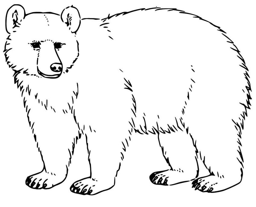 Бурый медведь раскраска