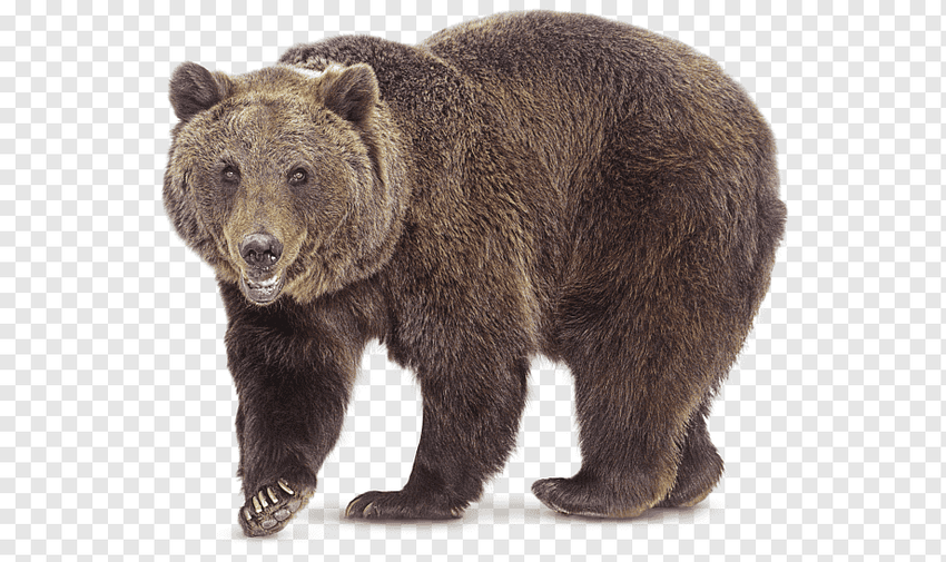 Северная америка медведь гризли