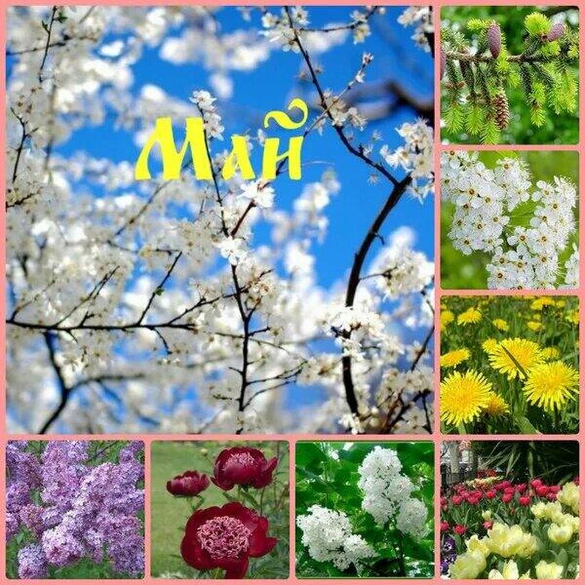 Месяц май картинки для детей