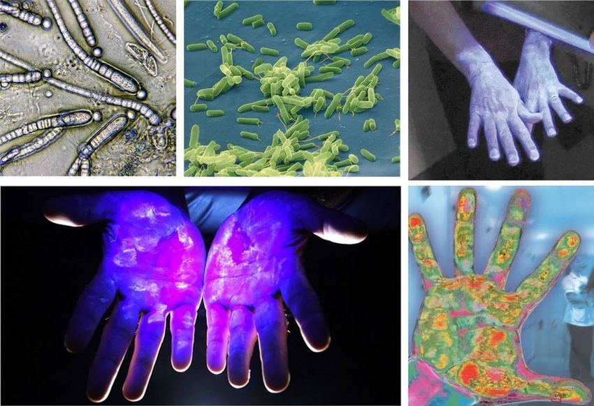 Бактерии на руках
