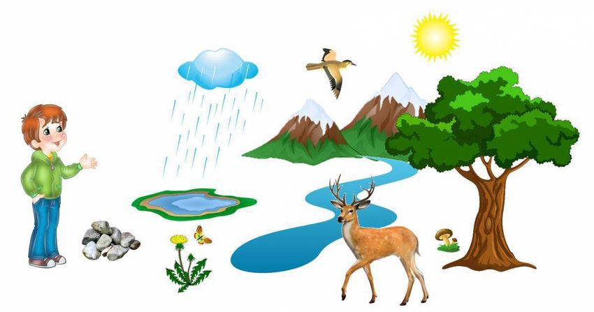 Живая неживая природа Живая и неживая природа для дошкольников