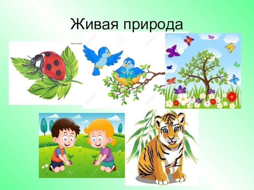 Живая природа для детей Живая неживая природа
