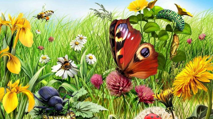 Насекомые на лугу Луг с насекомыми