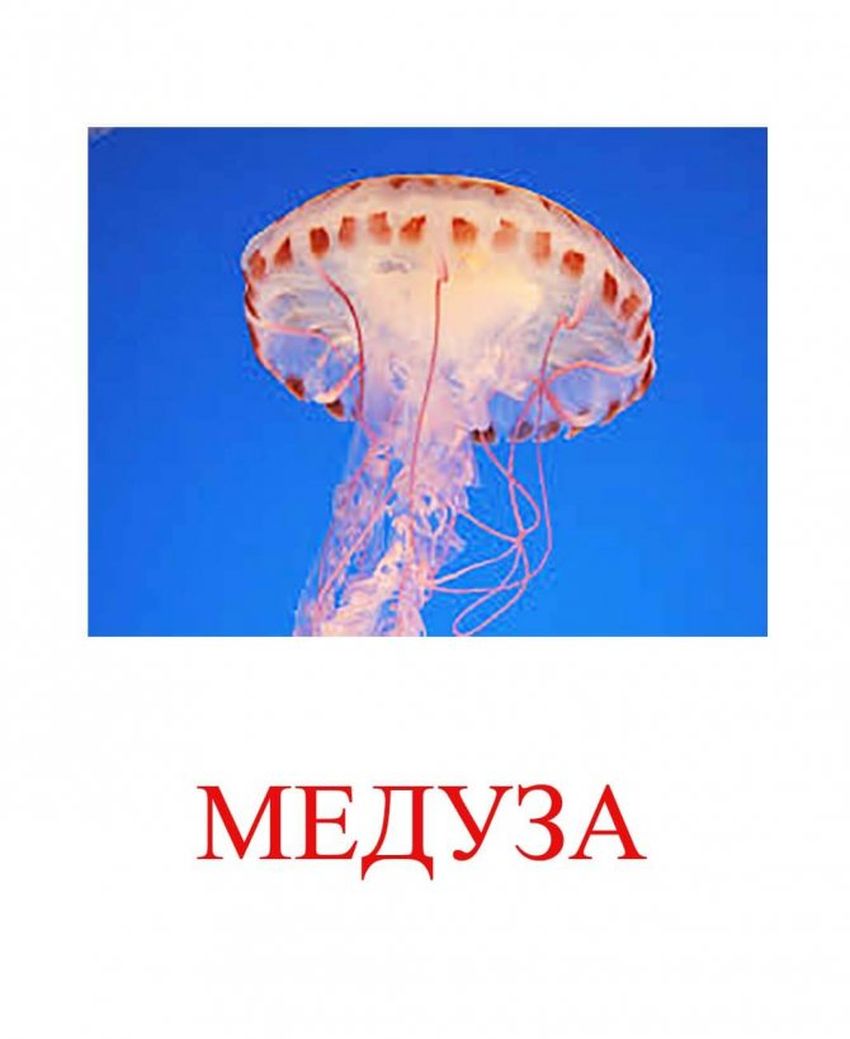 Медуза рисунок