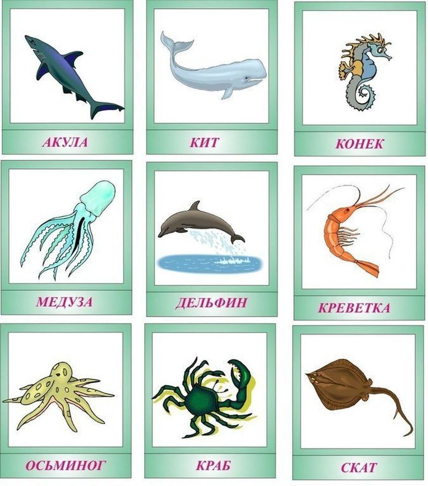Морские обитатели с названиями для детей