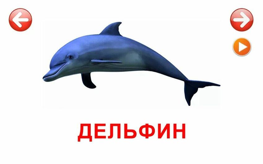 Дельфин карточка для детей