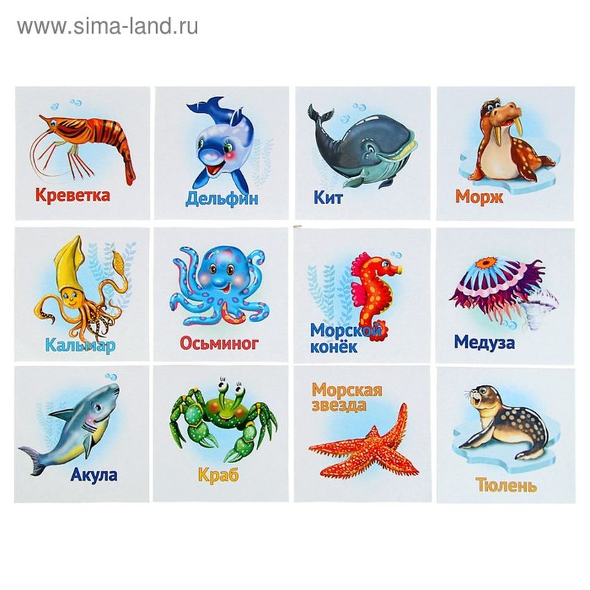 Карточки морские животные