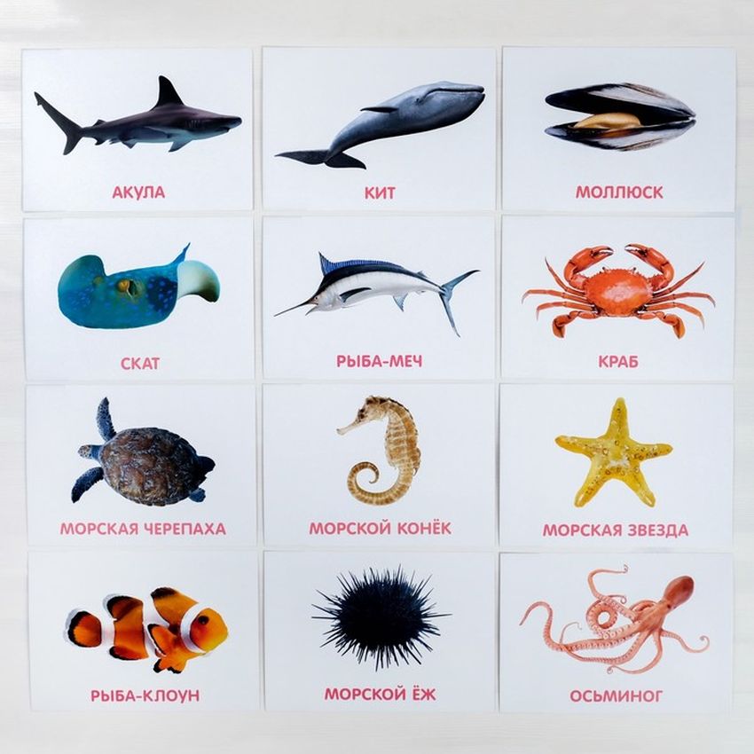 Карточки глена домана морские животные