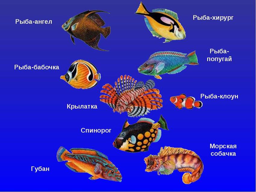 Морские рыбы