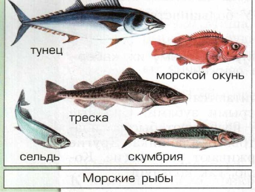Рыбы с названиями